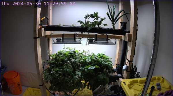 a hydroponics garden, taken from a webcam. it might be in colour or black-and-white depending on what time of day you are visiting this page. purple timestamp on the top left.