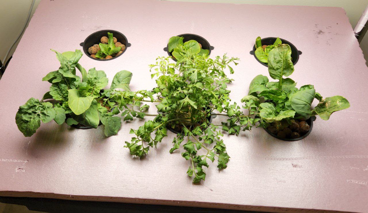 hydroponics2.jpg